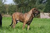 FILA BRASILEIRO 049